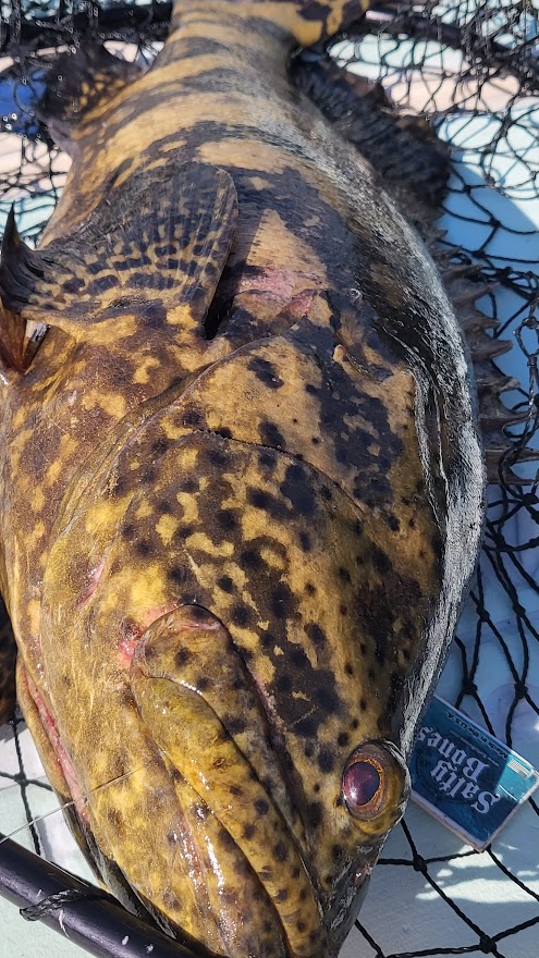 naples goliat grouper fishing in august